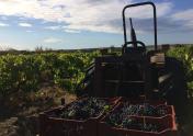 Tractor in the vines