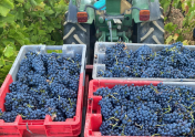 wineyard