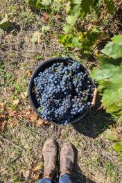 wineyard