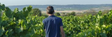Olivier in the vines