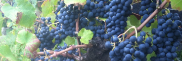 grape