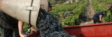 wineyard