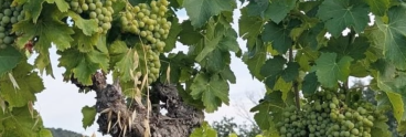 grapes