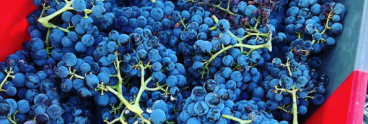 grapes