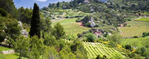 view