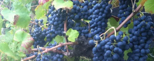 grape