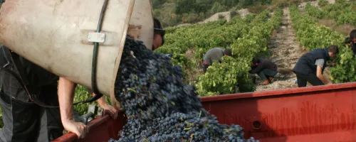 wineyard