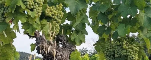 grapes